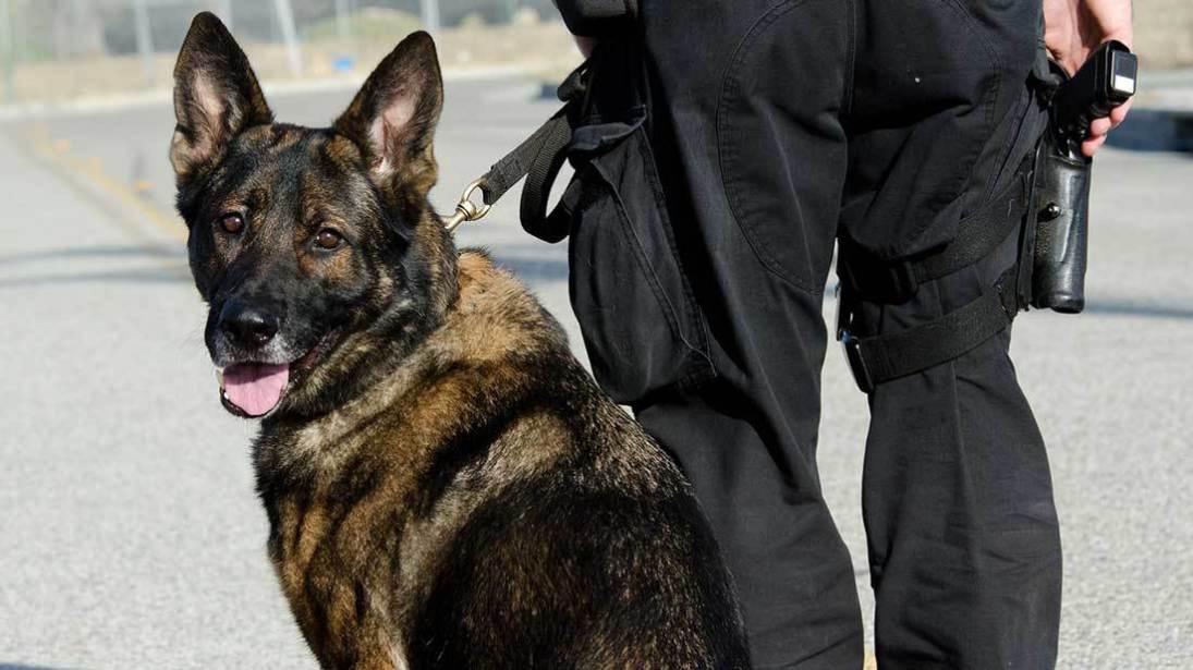 K-9-Security-ServiceBig